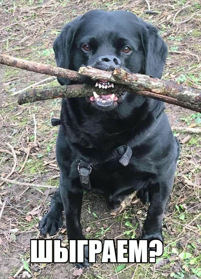 We'll sip a sloppy shobaken. - , Branch, Labrador, Teeth, Dog