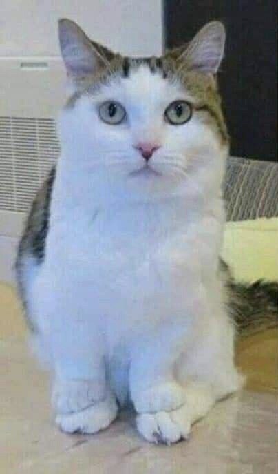     , , 