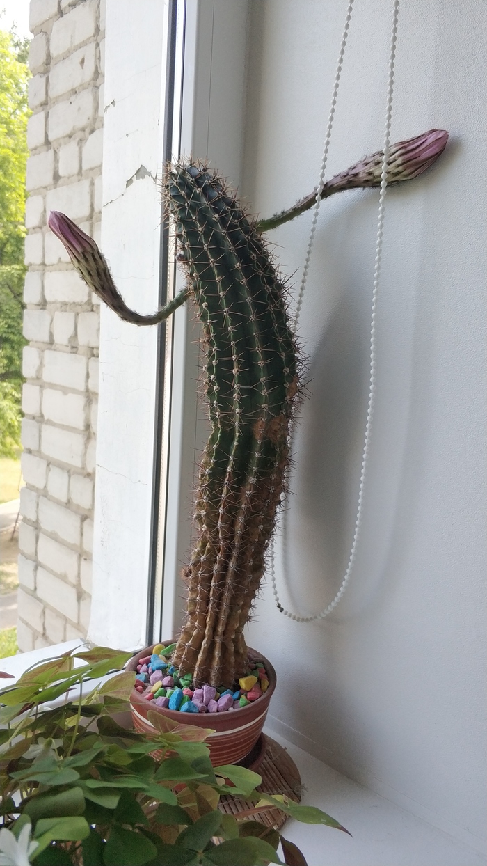 I am Groot - My, Cactus, Guardians of the Galaxy, Groot, , Similarity