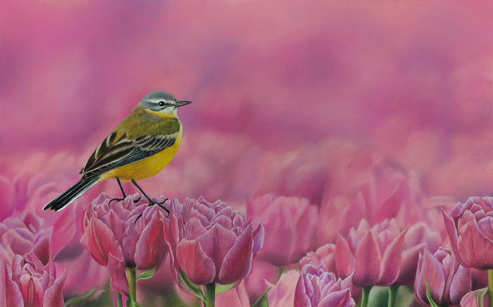 Yellow wagtail - My, Drawing, Pastel, Birds, Tulips, Art, Photorealism, Wagtail, Flowers