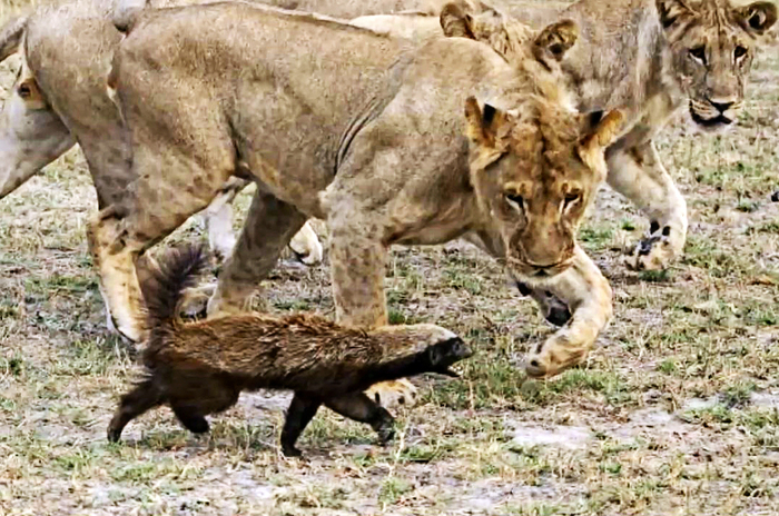 Predators. When the impossible is possible. - My, Animals, Wild animals, Predator, Facts, a lion, wildlife, Longpost