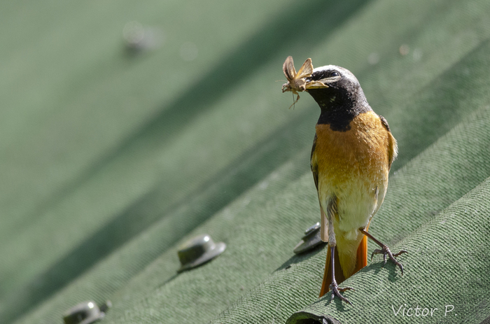 Birds near Vyborg 4 - My, The photo, Nikon, Longpost, Birds