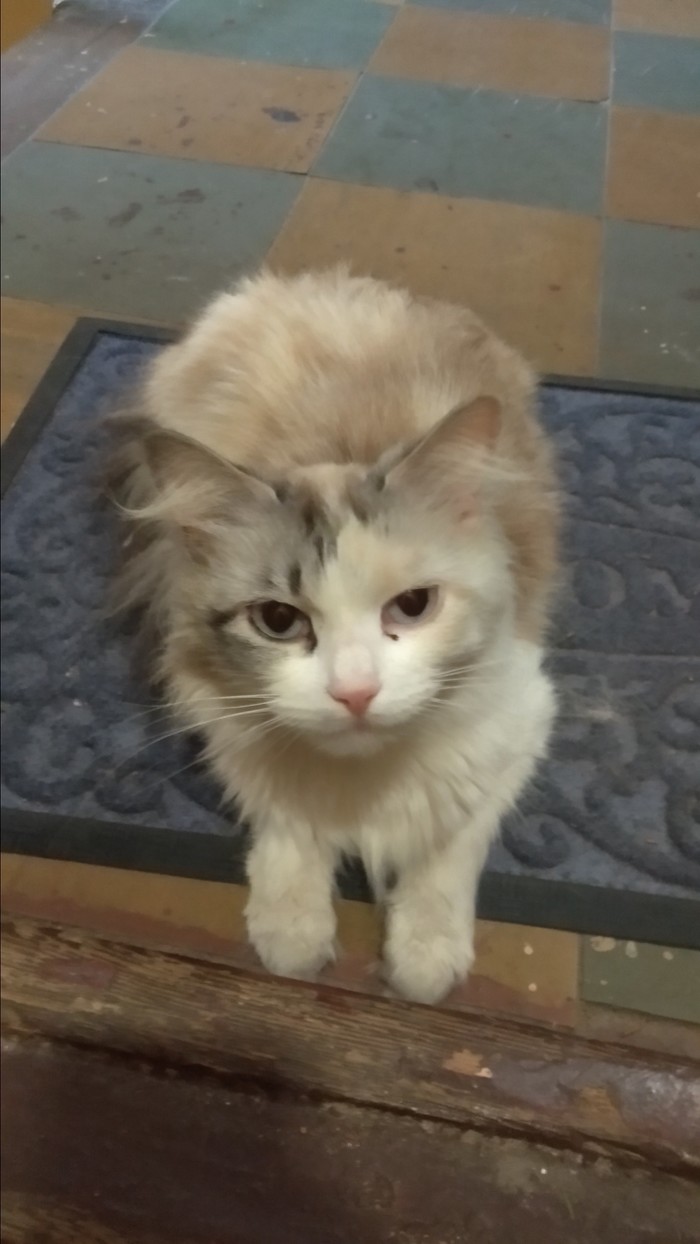 Who cares for a cute cat? - No rating, In good hands, cat, Saint Petersburg, Is free, Help, Lost, Video, Longpost, Helping animals