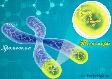 Теломераза – эликсир бессмертия? - Старость, Биология, Здоровье, Длиннопост, Молекулярная биология
