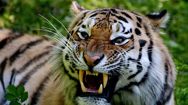 A predator exterminated half a century ago will be returned to Kazakhstan - Tiger, Kazakhstan, Wild animals, Longpost