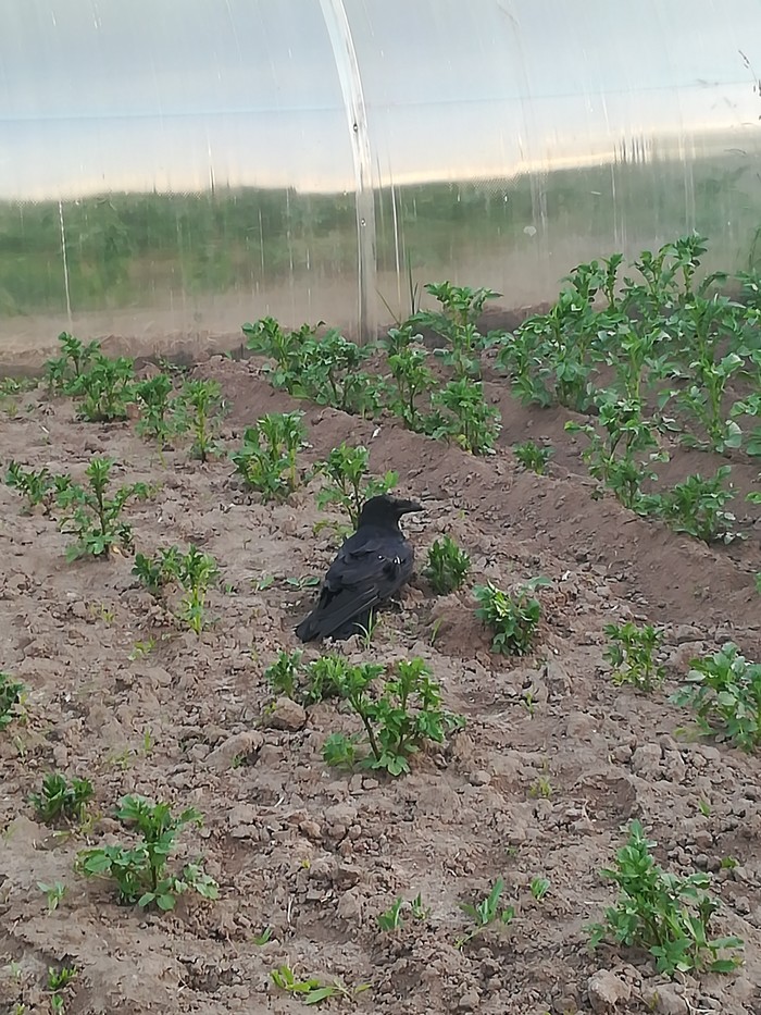 ������ �����