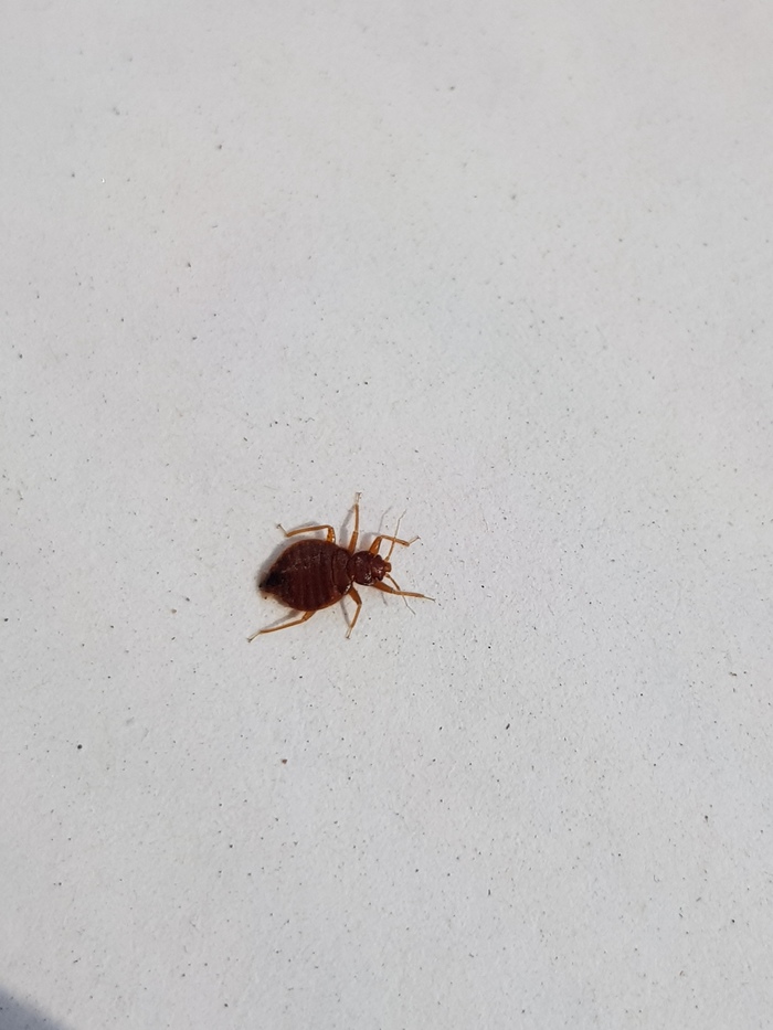 Bedbug VS Human, Round 2 - My, Bedbugs, Itch, Longpost