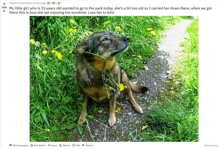 True friend! - Animals, Dog, Friend, To tears, Touching, Screenshot, Reddit