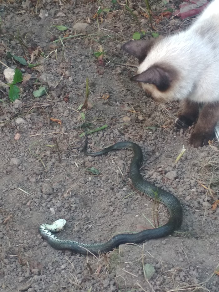 Rikki-Tiki-Tavi and Nagini. - My, Longpost, Video, Village, cat, Already, Snake