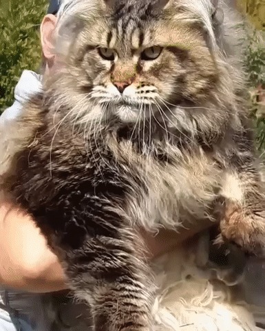 Величественный Мейн Кун