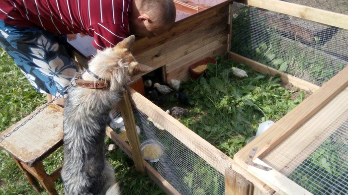 курица и свинья видео. Смотреть фото курица и свинья видео. Смотреть картинку курица и свинья видео. Картинка про курица и свинья видео. Фото курица и свинья видео курица и свинья видео. Смотреть фото курица и свинья видео. Смотреть картинку курица и свинья видео. Картинка про курица и свинья видео. Фото курица и свинья видео