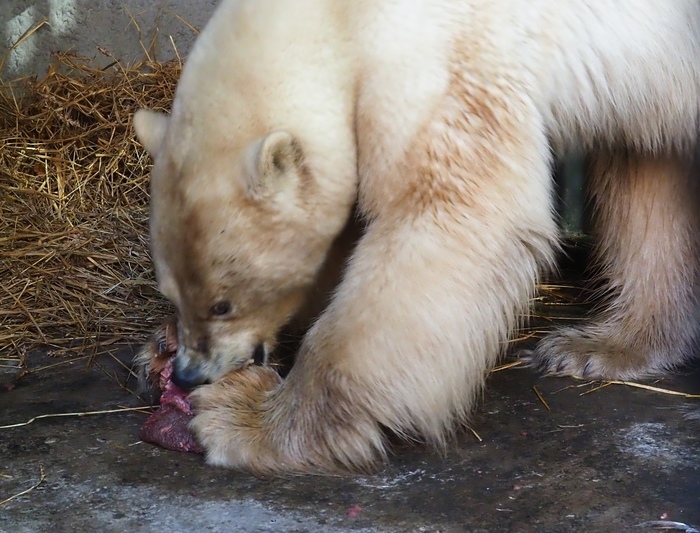 A bear from Norilsk was brought to the Krasnoyarsk park Roev Ruchey. - My, Polar bear, Longpost, Animals, Roev Creek, Krasnoyarsk, The rescue, Norilsk