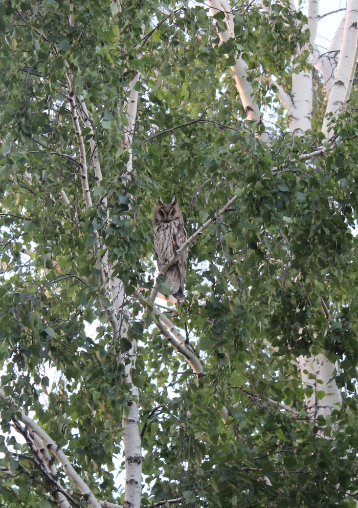 Owls next door - My, Nature, Owl, Neighbours, Longpost