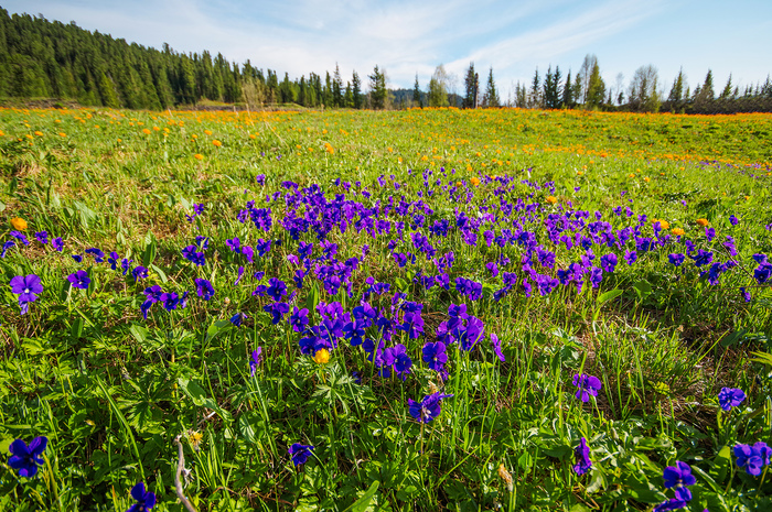 ���������� ����