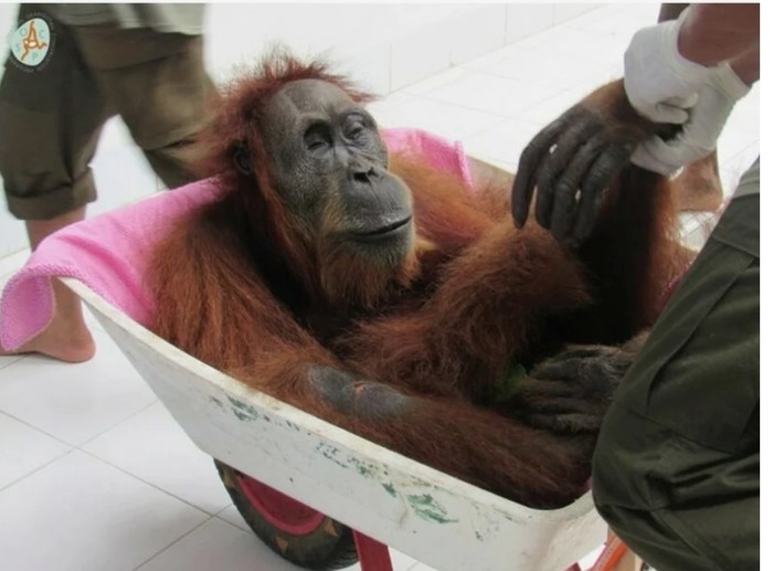 In Sumatra, a female orangutan saved her cub to the last - Sumatra, Animal Rescue, Orangutan, Poachers, Negative, Longpost