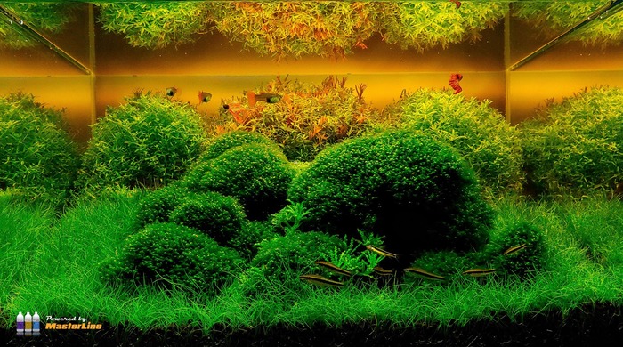 Классные кочки