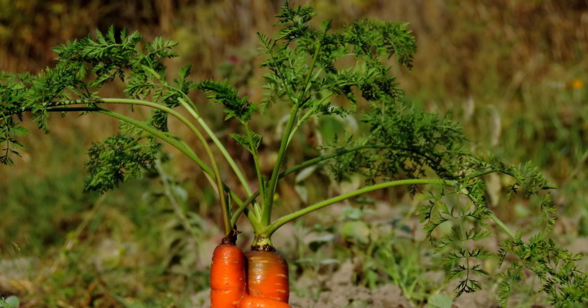 Любит ли морковь. Морковь Полярная клюква. Морковка. Длинная морковь. Морковь на грядке.