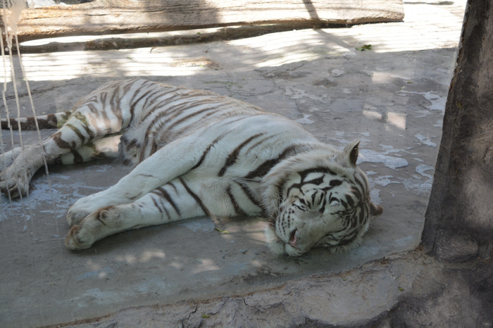 White tiger - My, Tiger, White tiger, Animals, Wild animals, Rare animals, Zoo, Safari, Rare view
