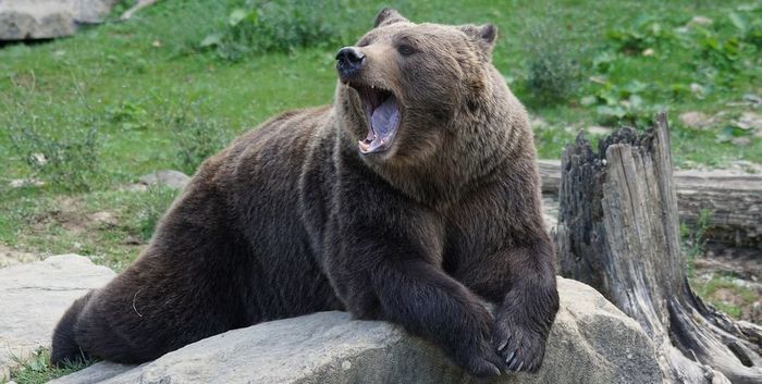 In Omsk, a wild bear bit off a man's hand. - The Bears, Alcoholics, Amputation, Negative