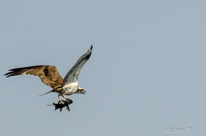 Ways to carry fish from birds - My, The photo, Longpost, Nikon, Birds