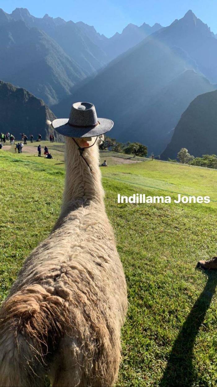 Indilama Jones - Llama, Indiana Jones, Hat, The photo