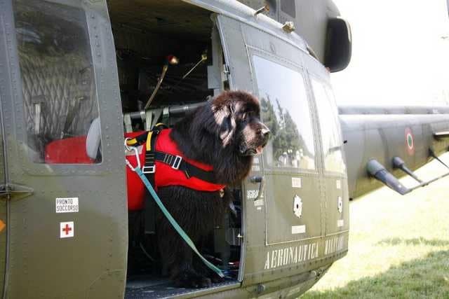 Rescuer - Rescuers, Newfoundland, Diver, Dog, The photo, Work