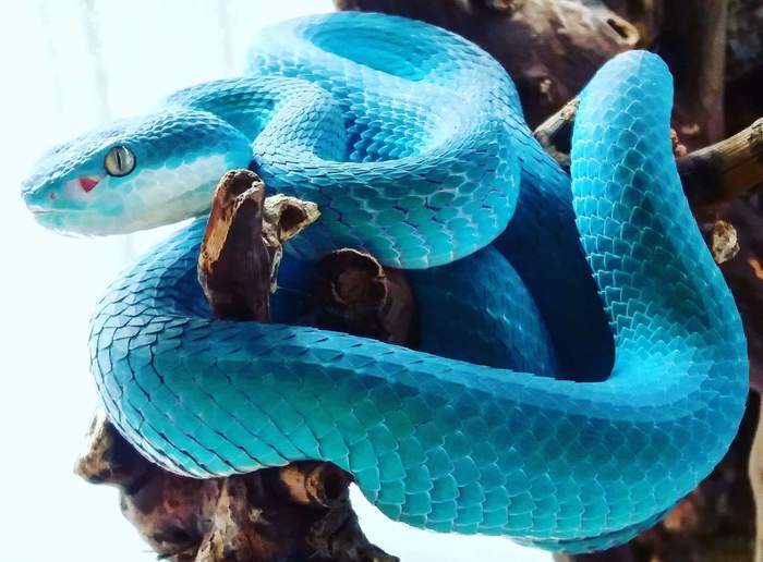 Dangerous beauty - Poisonous snake, Poisonous animals, Reddit, Snake