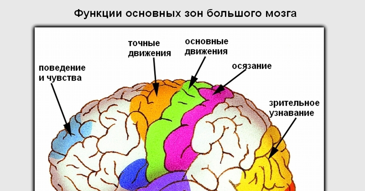 Здесь был мозг. Зоны коры головного мозга. Зоны коры больших полушарий. Ассоциативные зоны коры больших полушарий функции. Ассоциативная зона коры головного мозга.