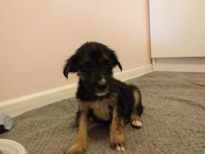 Little puppy looking for a home - Helping animals, No rating, In good hands, Dog, Help, Almaty, Kazakhstan, My