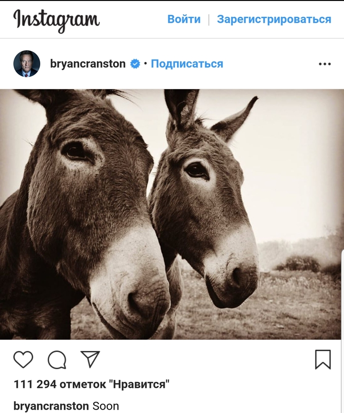 Breaking Bad sequel coming soon - , Brian Cranston, Breaking Bad, Donkey, Instagrammers, Longpost