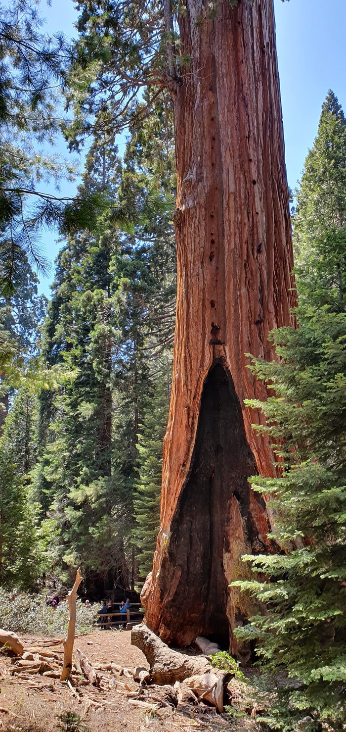 Sequoia, which is about 2 thousand years old - My, Sequoia, Travels, USA, Nature