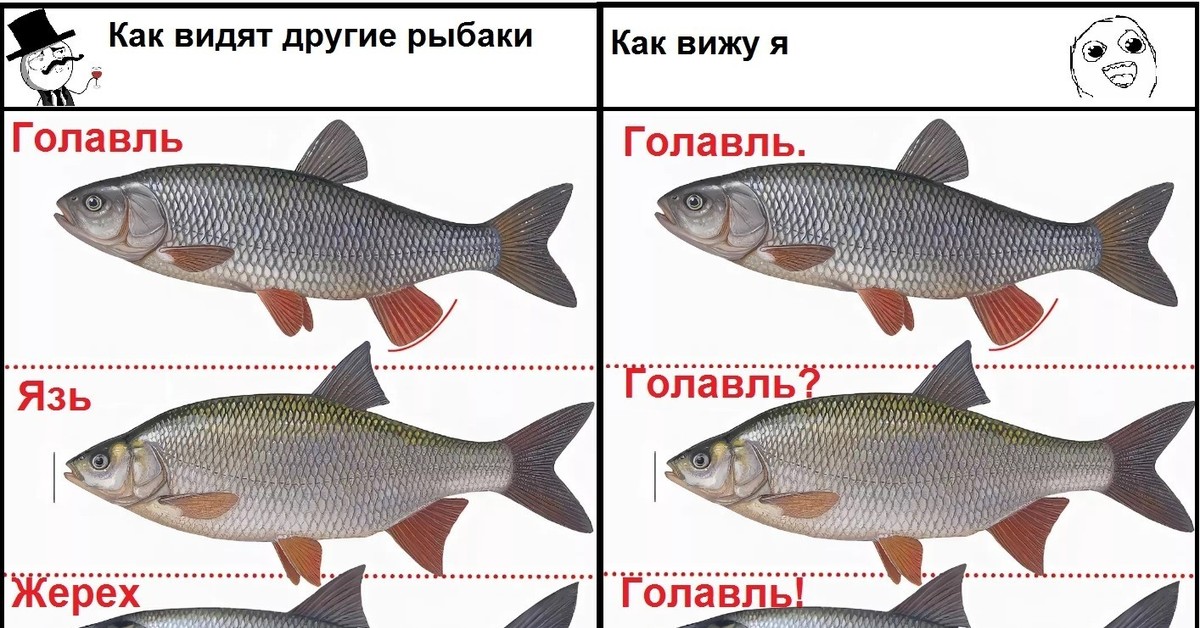 Красноперка и плотва различия. Красноперка язь голавль. Плотва чебак красноперка отличия. Язь голавль жерех. Язь голавль жерех отличия.