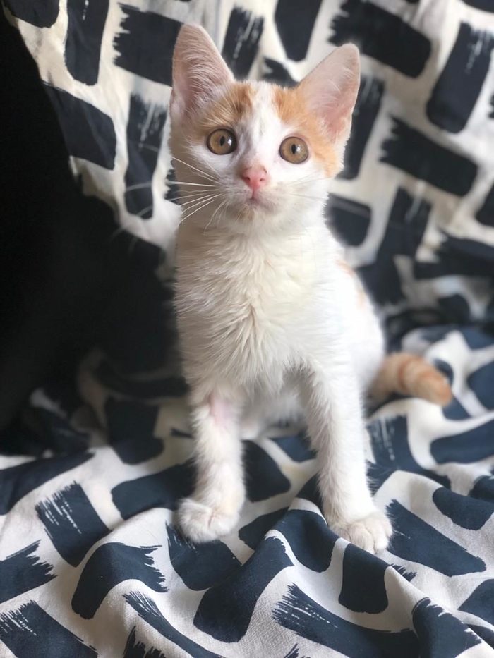 Baby Jasper was disliked by the owner's dog!! Cat urgently needs a home! - Moscow, cat house, In good hands, Fluffy, cat, The strength of the Peekaboo, No rating, Longpost