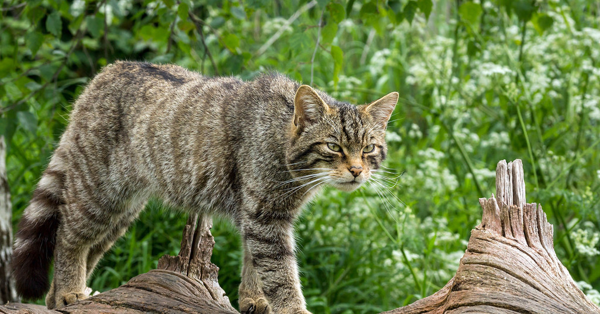 Дикий на каком канале. Дикая Лесная кошка. Европейская Дикая Лесная кошка. Европейский дикий Лесной кот. Кавказский дикий Лесной кот.