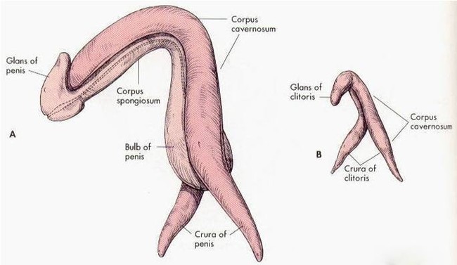 Aspiring sexologist keeps sharing...part 2 - NSFW, My, Sexuality, Sexology, Longpost