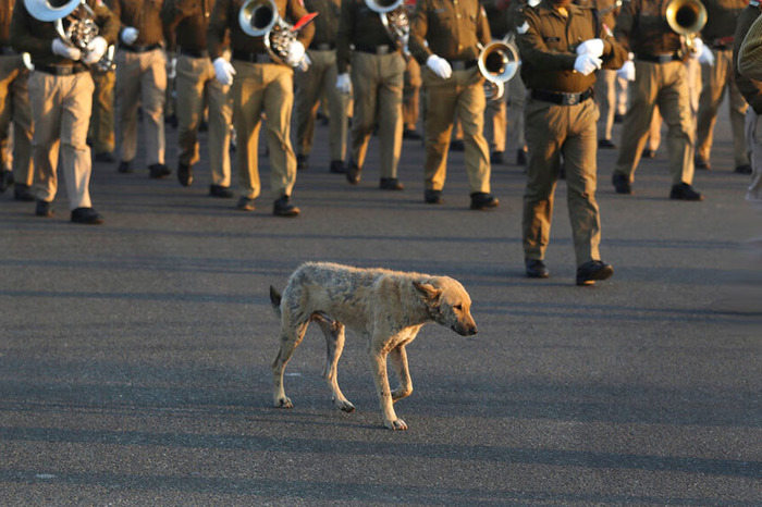 Who was the first to let dogs out and is it possible to force people to be loyal to stray dogs? - My, Animal protection, Ecology, India, Stray dogs, Homeless animals, Animal defenders, Doghunters, Longpost