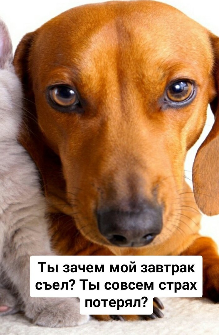 Жалко котю | Пикабу