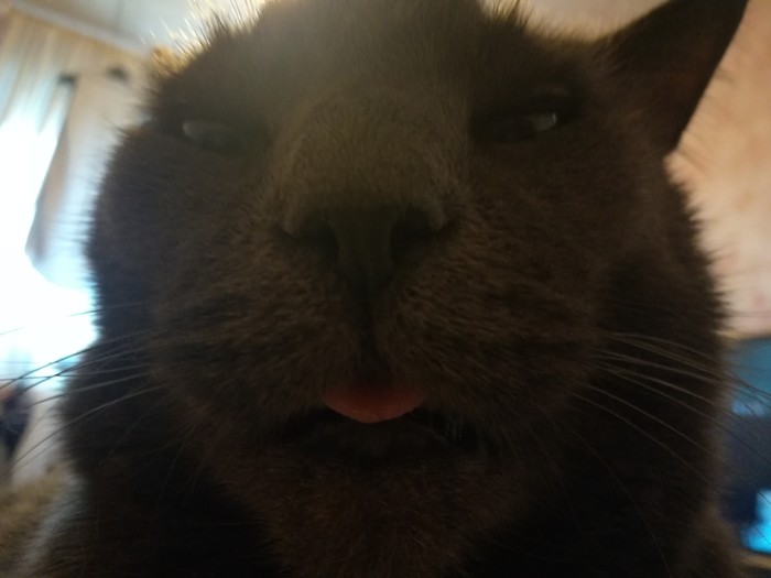 Turned on the front... - Language, cat, Blep