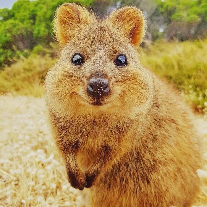 Simply Kwokka - Quokka, Australia, Milota, Longpost