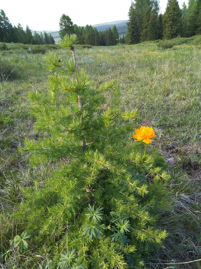 Just a photo - My, Nature, Frying, Flowers