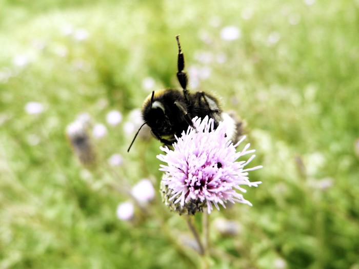 High five! - Flowers, My, The photo, Bumblebee, Nature, High five
