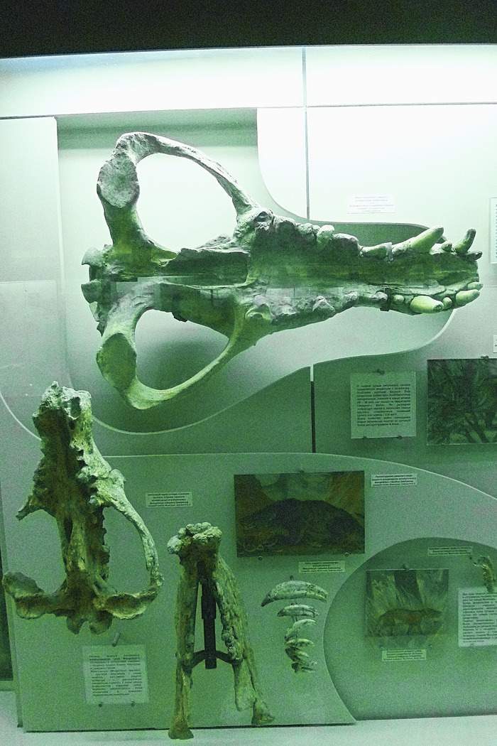 Skulls and bones. - Cenozoic, Mammals, Fossils, Bones, Scull, Paleontology, The photo, Museum, Longpost