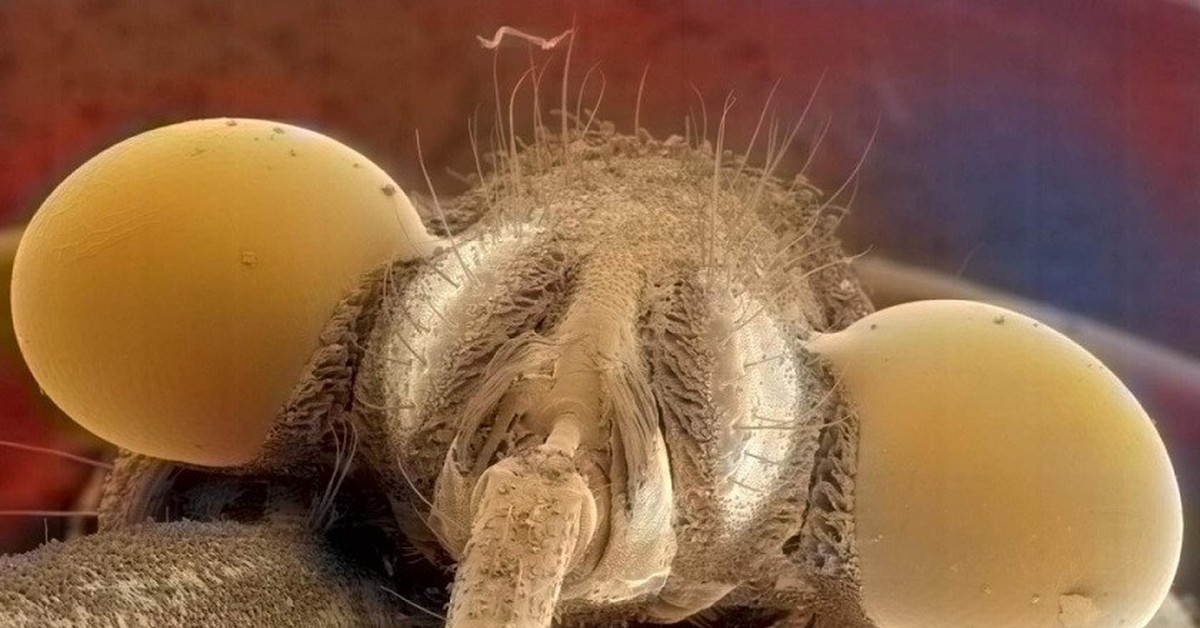 козявки под микроскопом