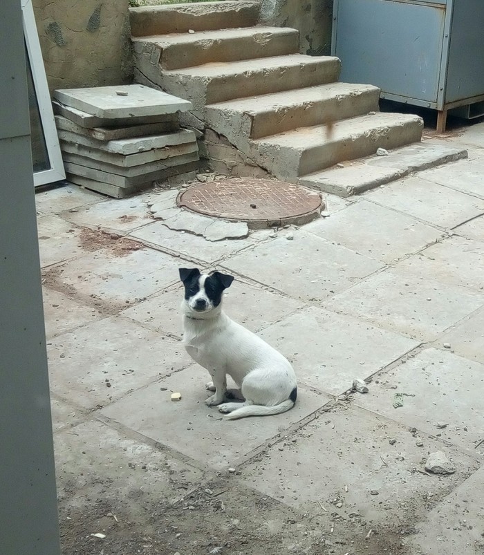 Lost [Owners Found] - My, No rating, Saratov, Found a dog, Lost, Longpost, Dog