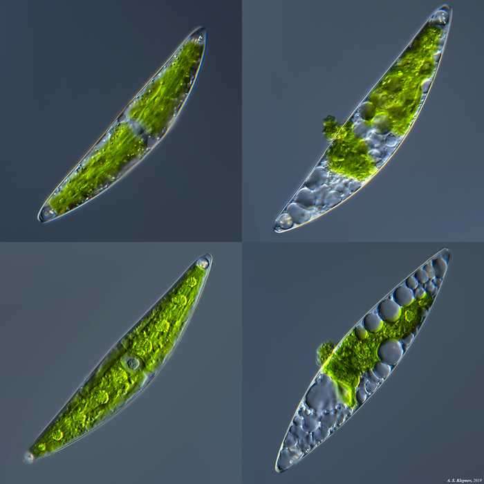 Seaweed - My, Microscope, Seaweed