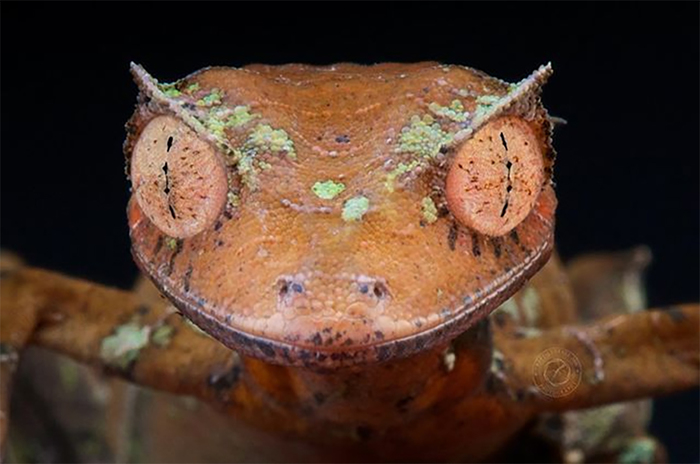 156204551119728383 для чего нужны щупальца