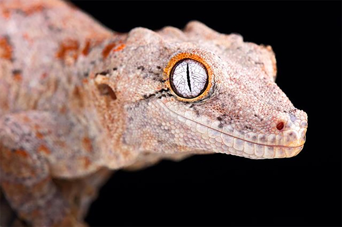 1562046663194249271 для чего нужны щупальца