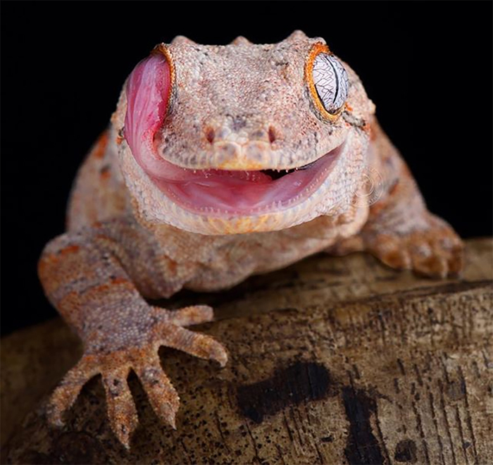 1562046826140769413 для чего нужны щупальца