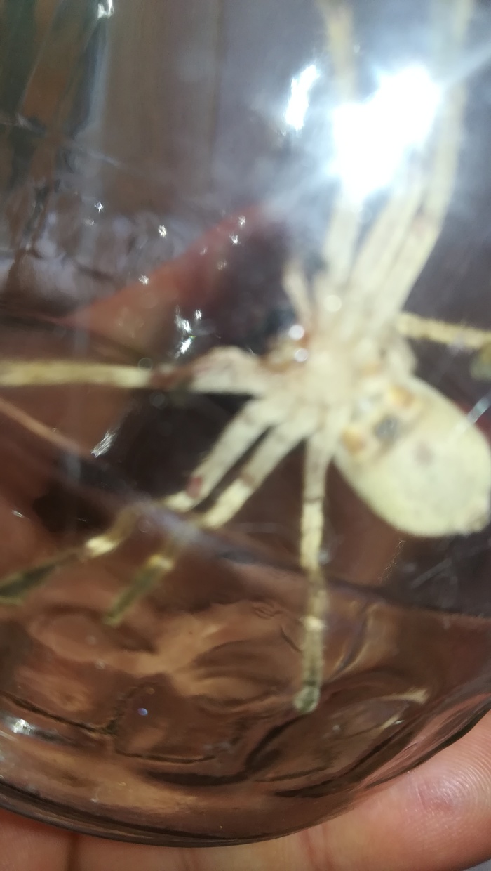 unknown animal - Longpost, Flamethrower, No rating, Help, Arachnids, My