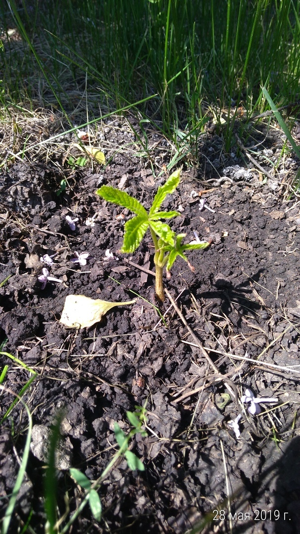 How do I plant trees? - My, Longpost, Tree, Chestnut